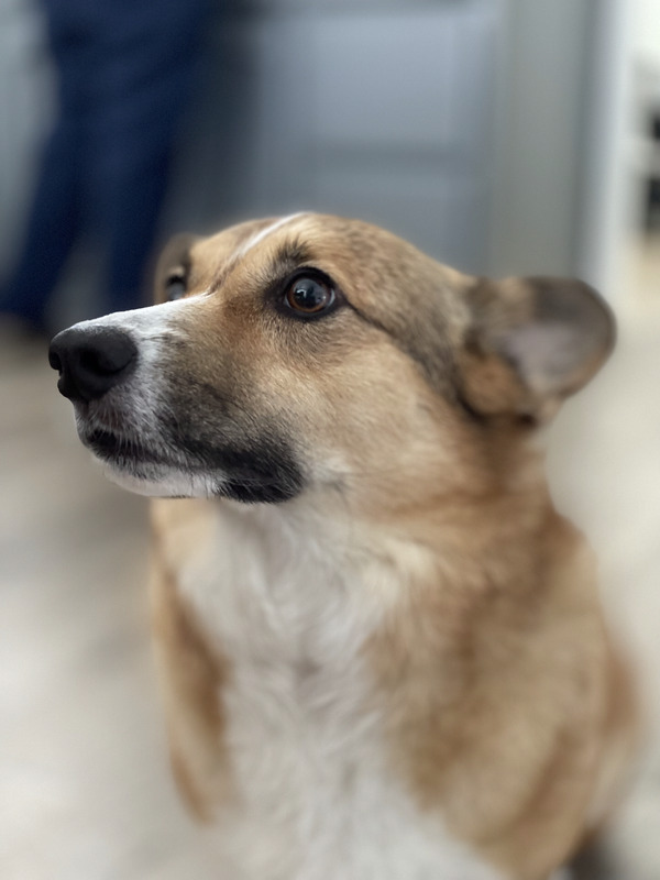 George the corgi looking thoughtful
