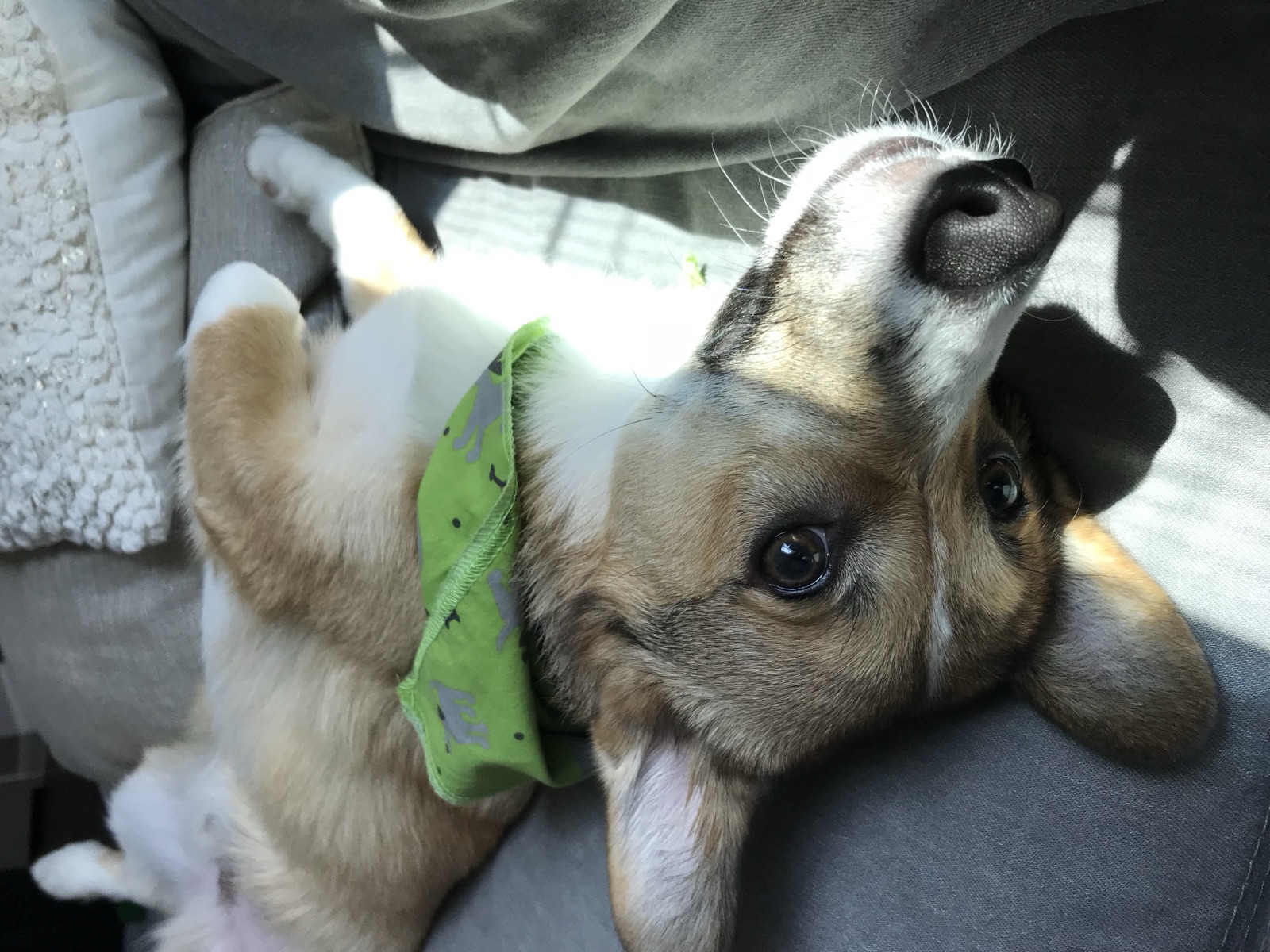 George relaxing with his bandana