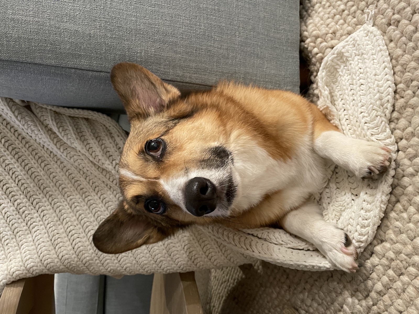 George lying on a knit blanket by the couch, looking up