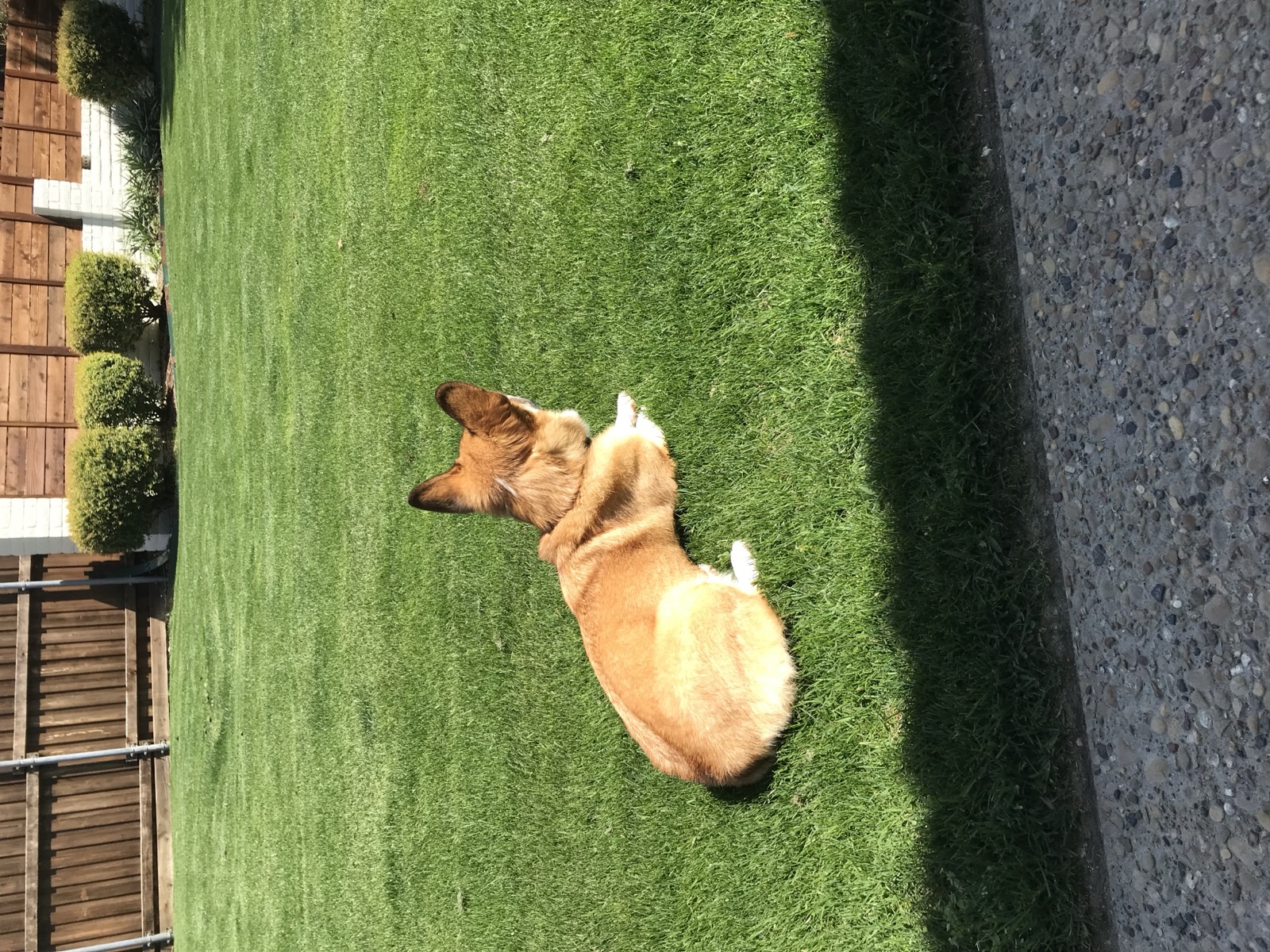 George lounging in the sun on the backyard lawn