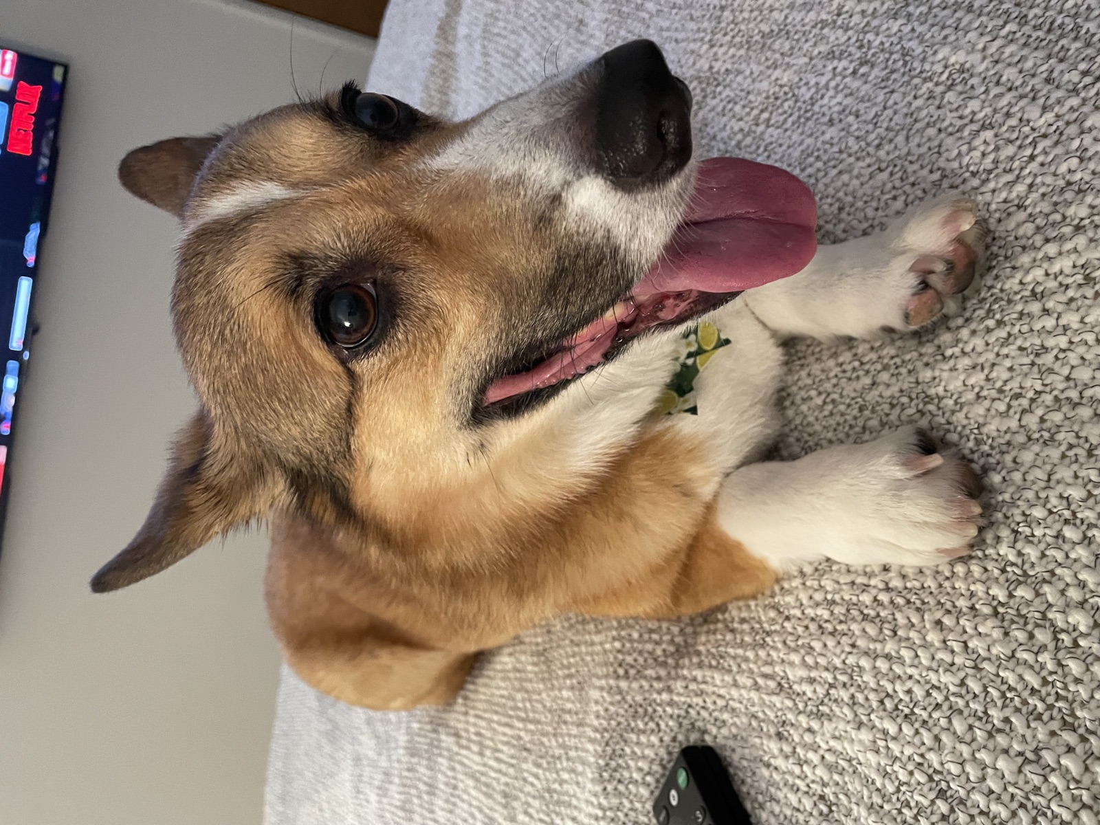 George the Pembroke Welsh Corgi smiling happily outdoors